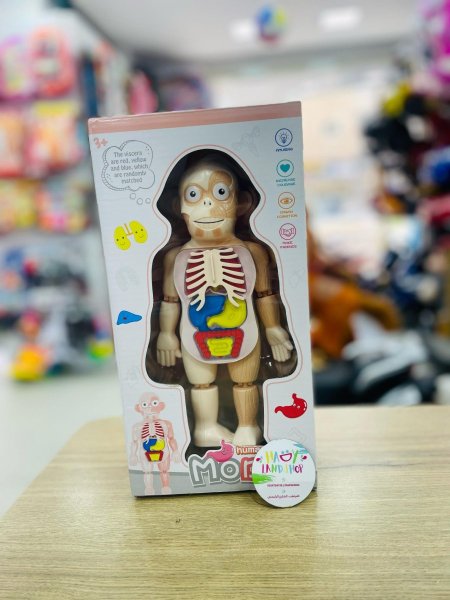 نموذج تعليمي جسم الإنسان للأطفال